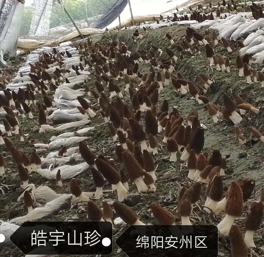 &#20061;&#28216;&#23089;&#20048;