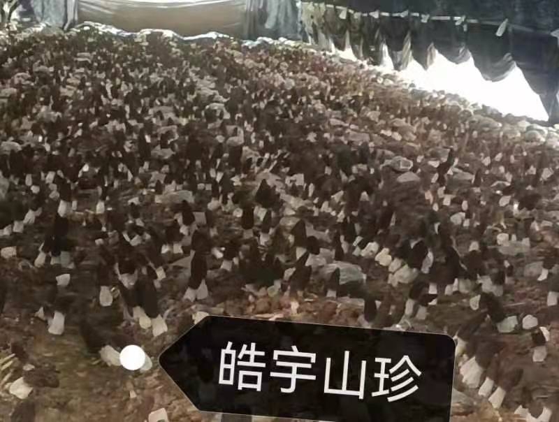 &#20061;&#28216;&#23089;&#20048;